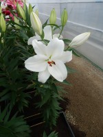 [4273 Magriet Slijkerman Mak No01.JPG]